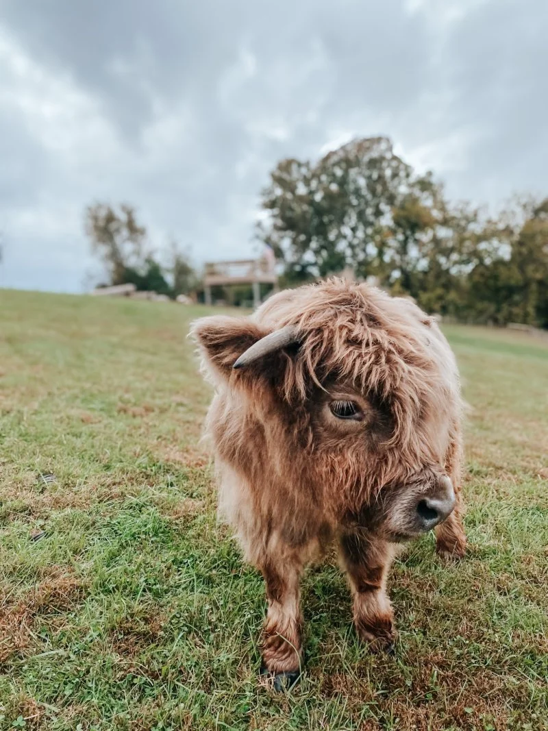 mini highland cow at stone view farm in harford county maryland