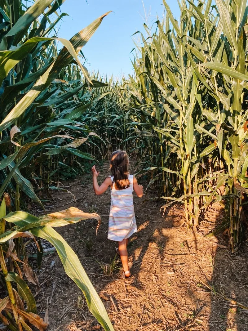 processed_Stone View Farm_Corn Maze.jpeg
