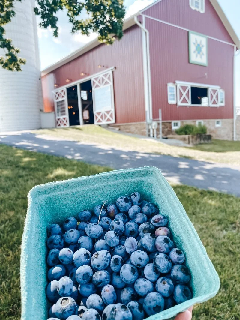 processed_blueberries by the barn.jpeg