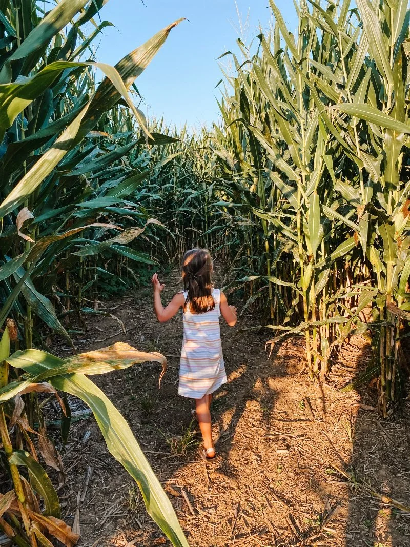 processed_Daughter-Corn-Maze-Stone-View-Farm-MD.jpeg