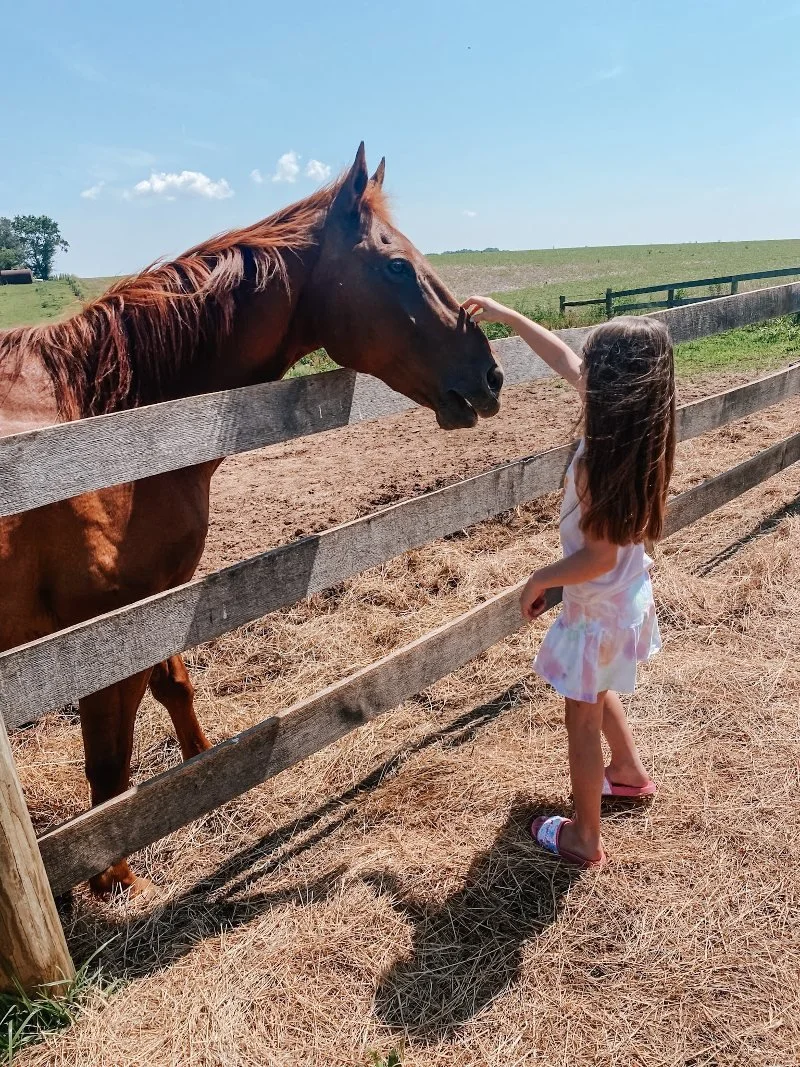 girl petting a horse at the farmyard in parkton, md
