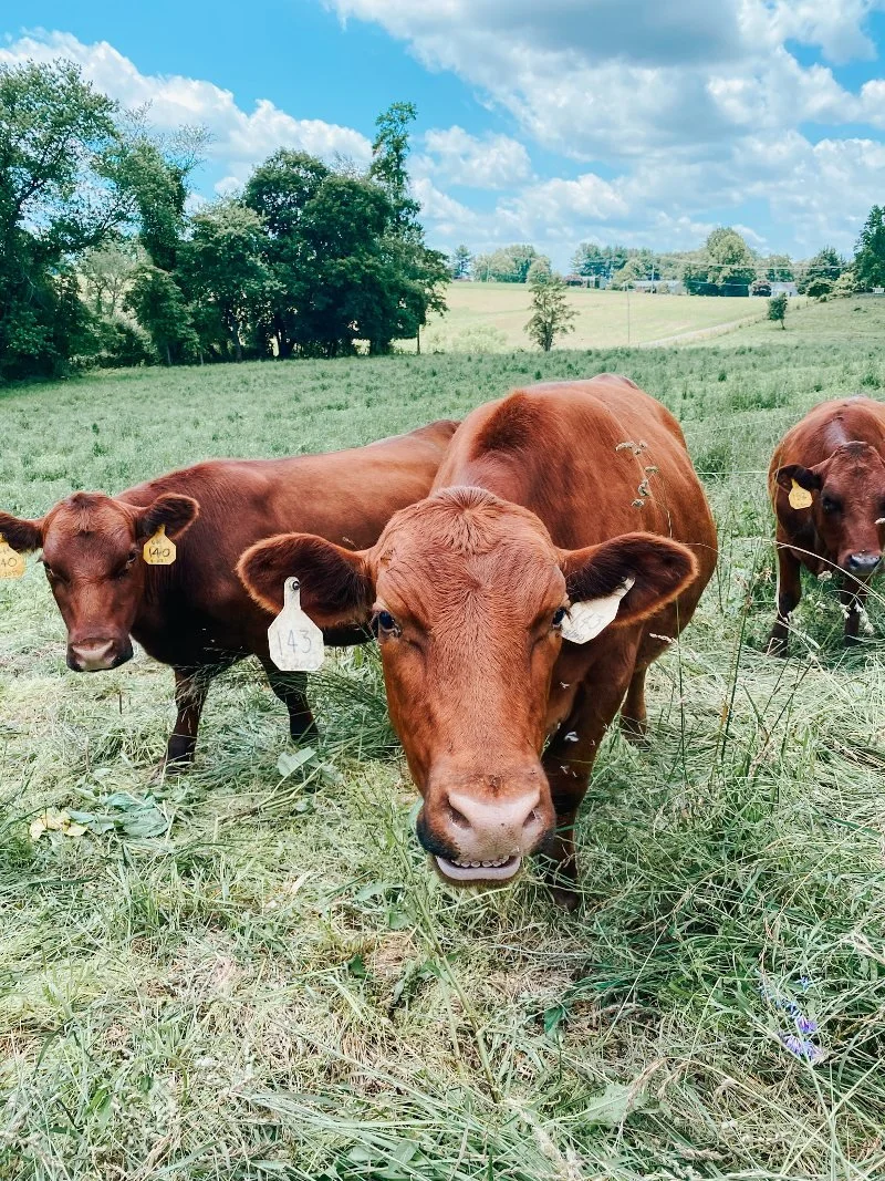 cows on pasture at grand view farm in harford county maryland