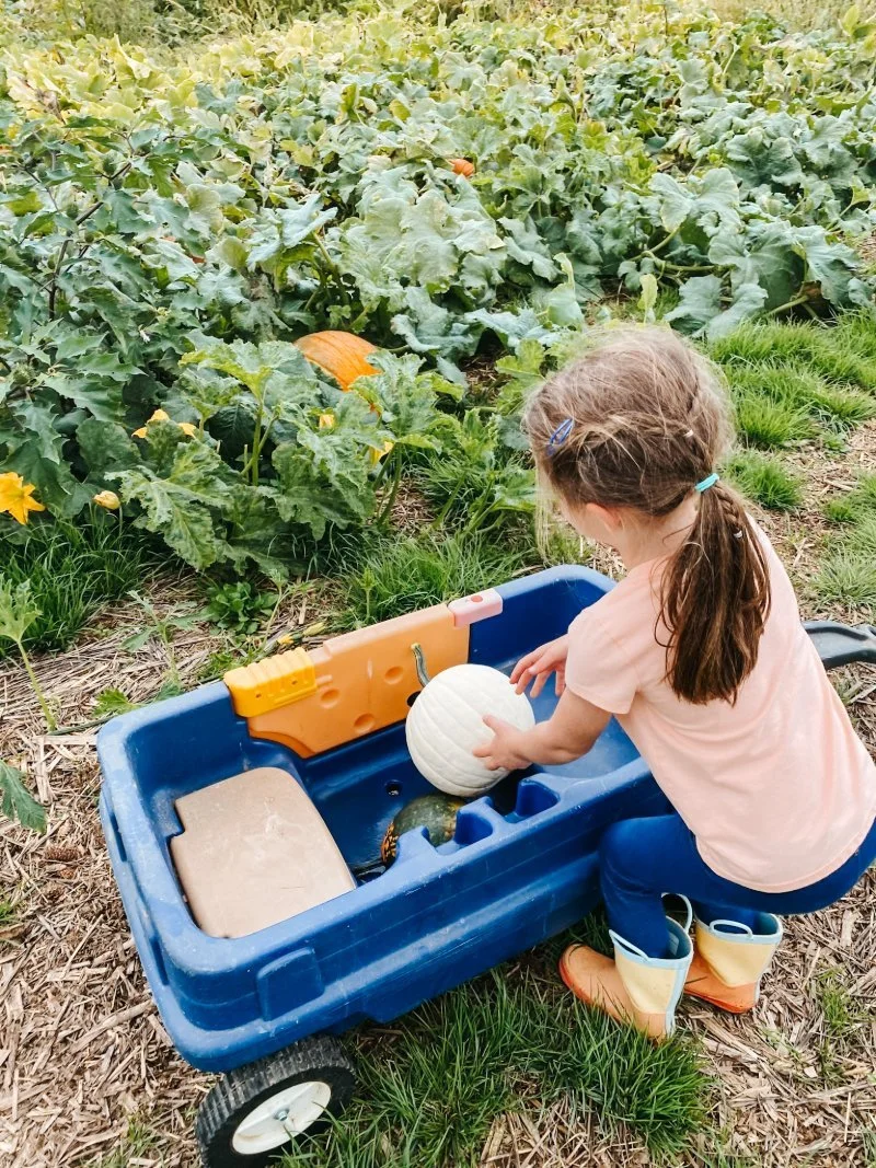 A young girl is in a pumpkin patch at Falling Branch Brewery loading a small white pumpkin into a blue wagon in Street, Maryland. A perfect place to grab a beer and a pumpkin in Harford County