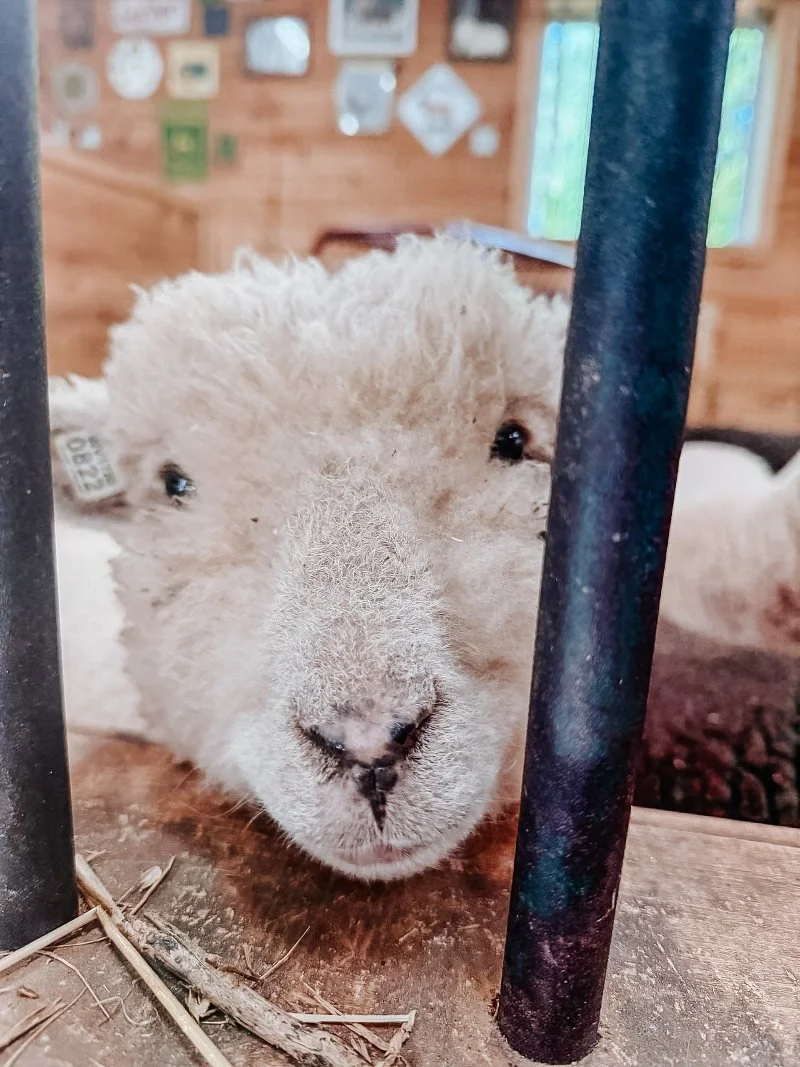 lamb looking into a camera at sunny dreams farm in bel air maryland