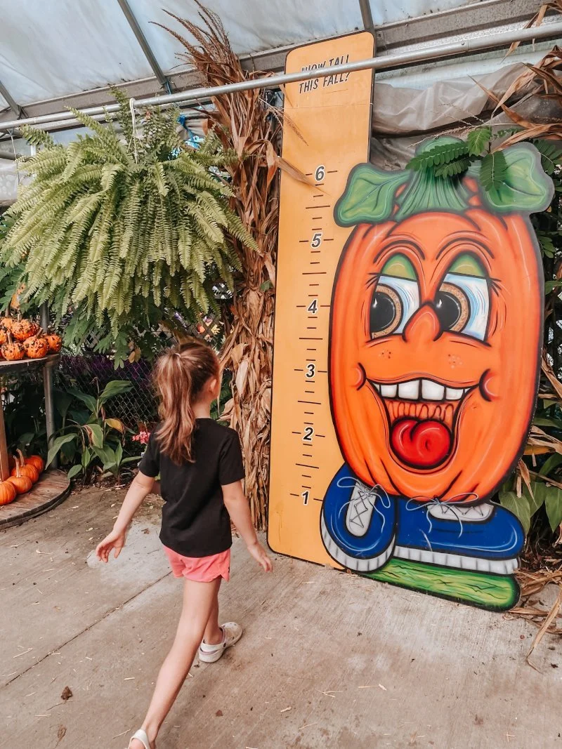 A young girl, about 5 years old, walks up to a giant ruler and pumpkin to measure her height at the Jones Family Farm pumpkin patch in Edgewood, MD. Visit their farm for corn mazes, hayrides, and family fun on the farm