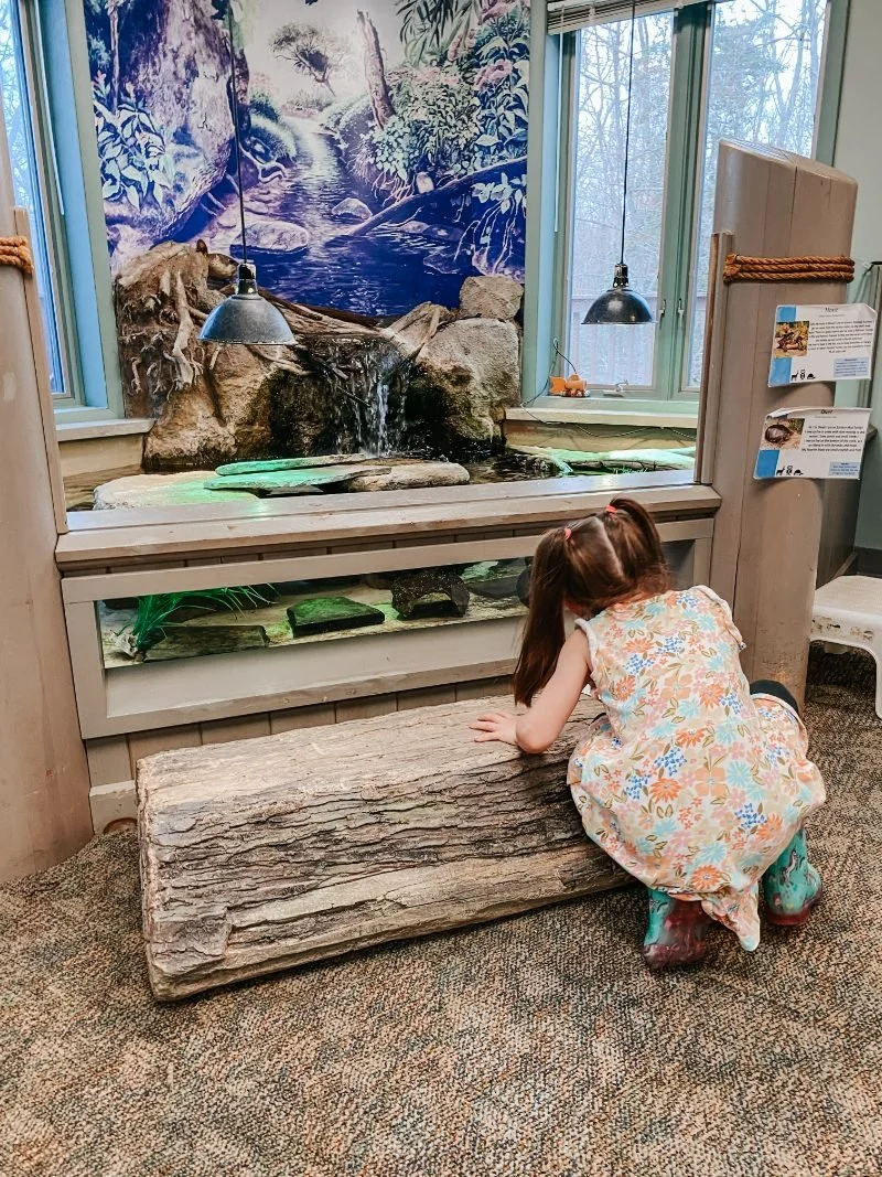 Girl looking at the turtle enclosure at Anita C. Leight Estuary Center in Abingdon, MD