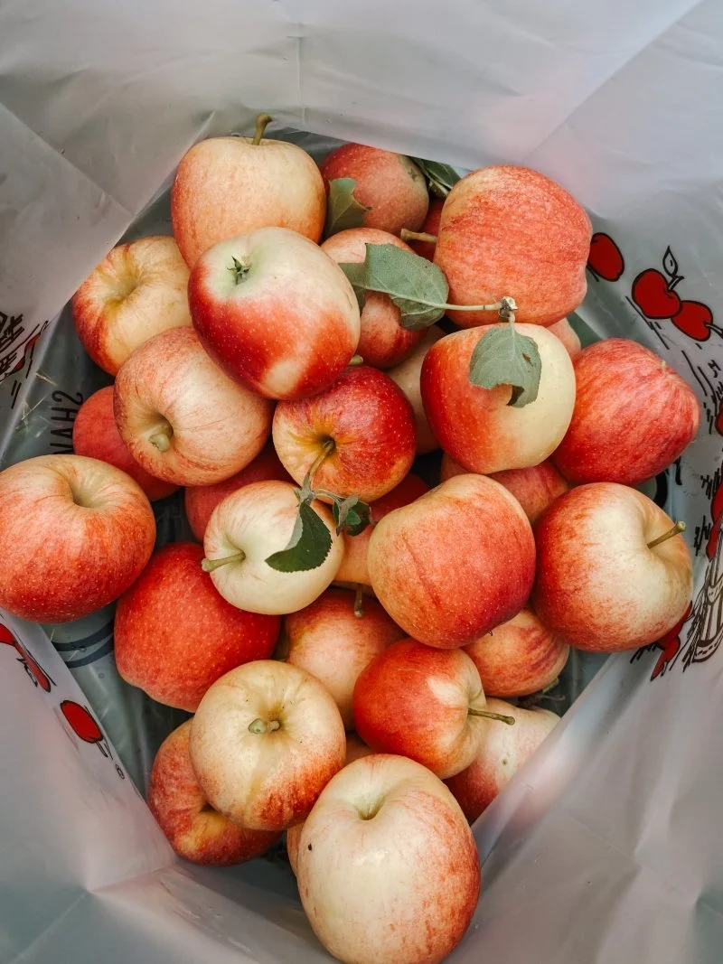 A bag full of freshly picked apples at Shaw Orchard's PYO apple and pumpkin patch