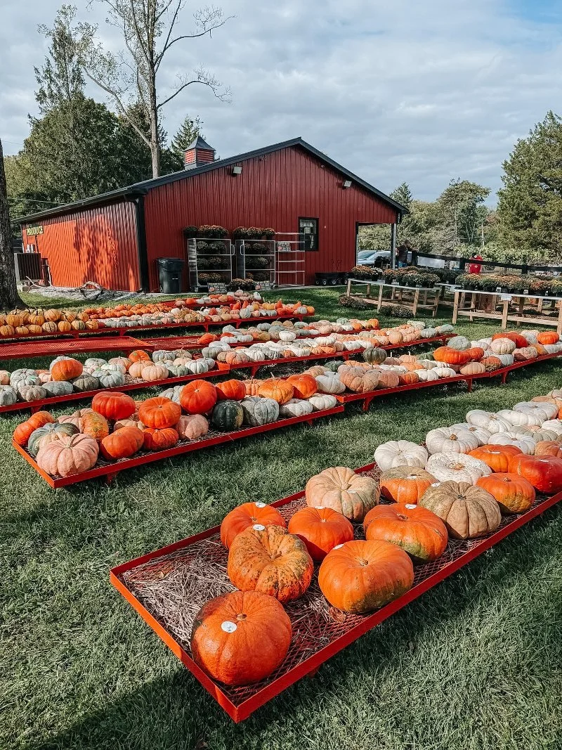 pumpkins on a cart at sunny dreams farm in bel air maryland