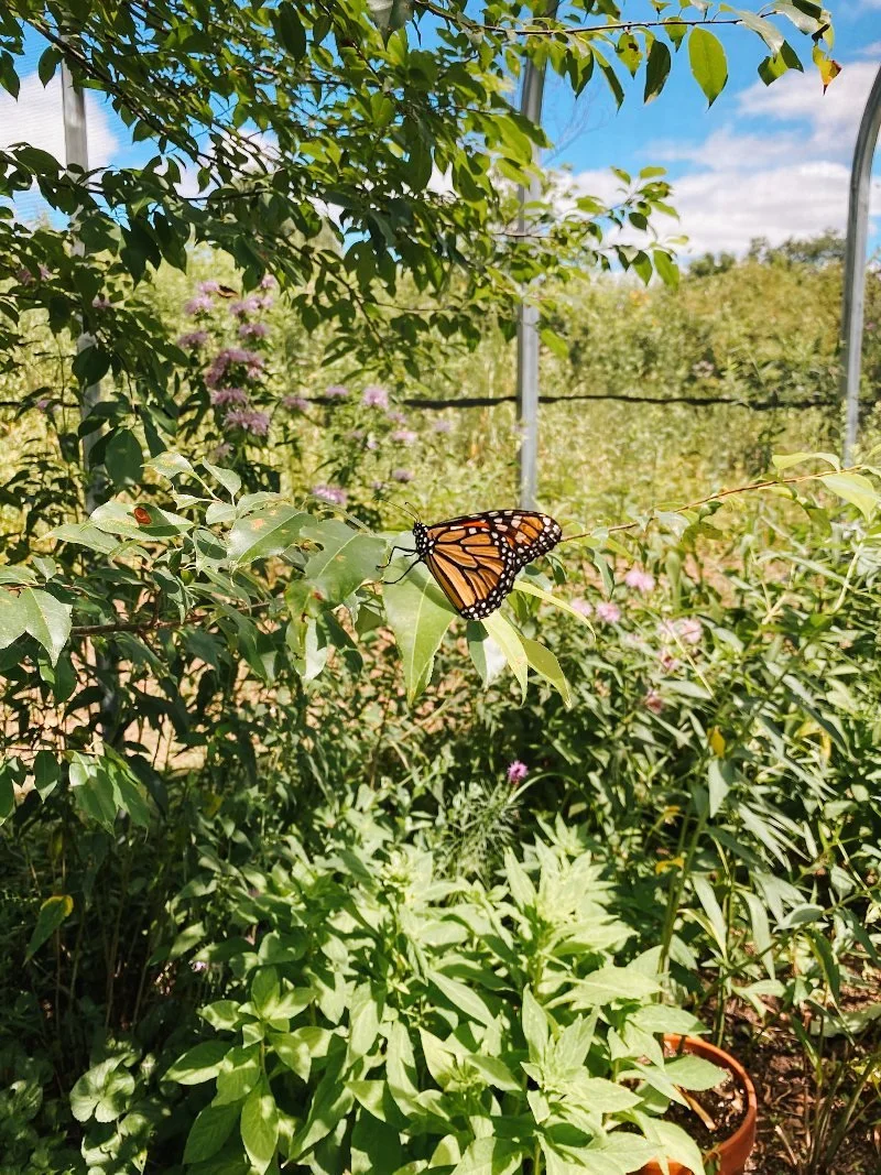 butterfly sitting on a leaf at ladew topiary gardens in harford county, maryland