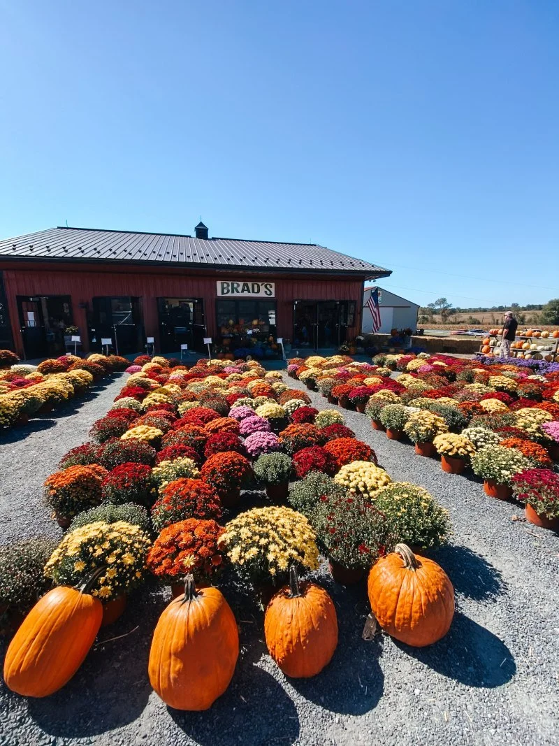 Fall mums and pumpkins on display at Brad's Farm Market in Churchville, MD where they also offer pumpkin patches, corn mazes, hayrides, and a market perfect for young families near Bel Air