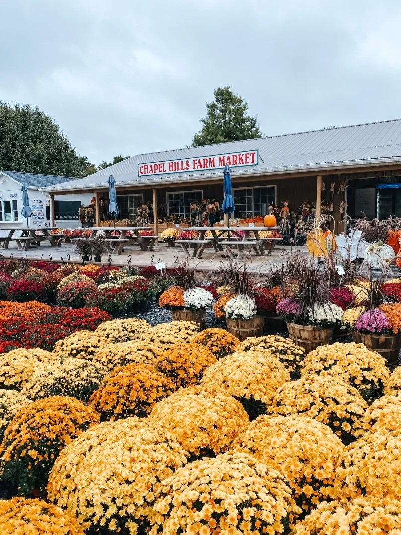 Chapel Hill Farm Market in Perry Hall, MD shows picnic tables and a colorful display of mums out front. They have pumpkins, a kids play area, animals and a great market with fresh fall goods