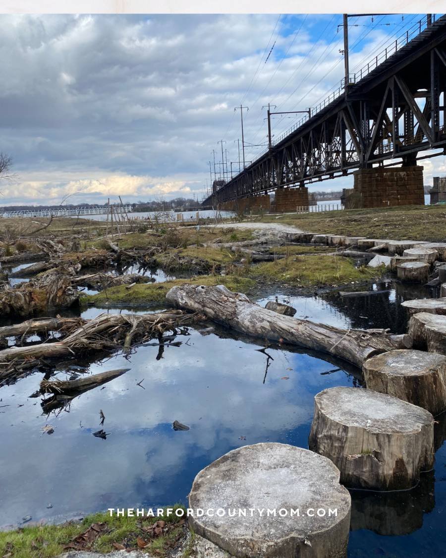 a tree-stump-in-water trail provides scenic waterfront views with trains on bridge above along the David Craig Park trail in Havre de Grace, Maryland
