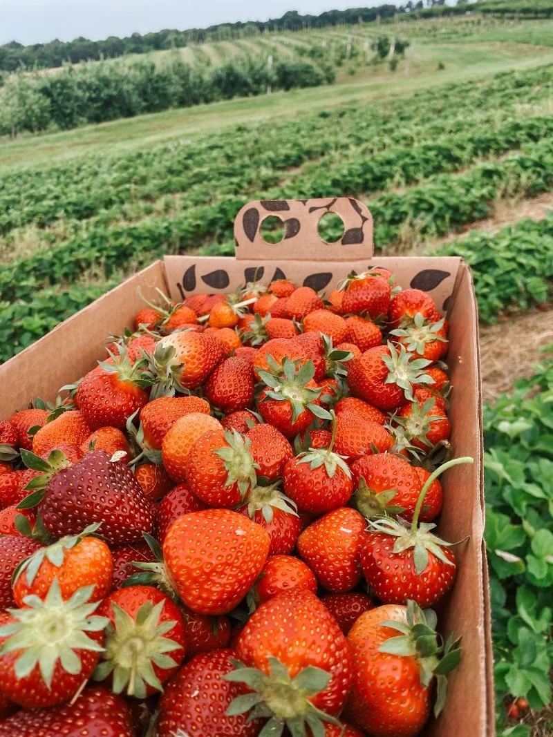 fresh picked strawberries from pick your own experience at shaw ordards in maryland