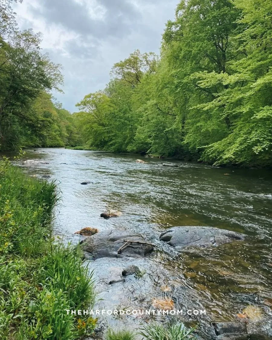 Green trees line Deer Creek on a cloudy day along Palmer State Park trail in Street, Maryland