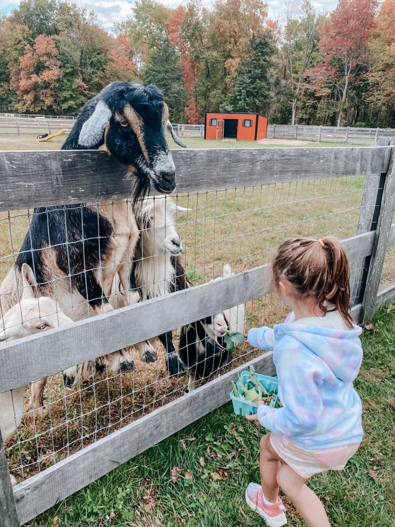 A young girl feeds goats through a fence at Sunny Dreams Farm in Bel Air, MD -- the perfect fall farm for little animal lovers