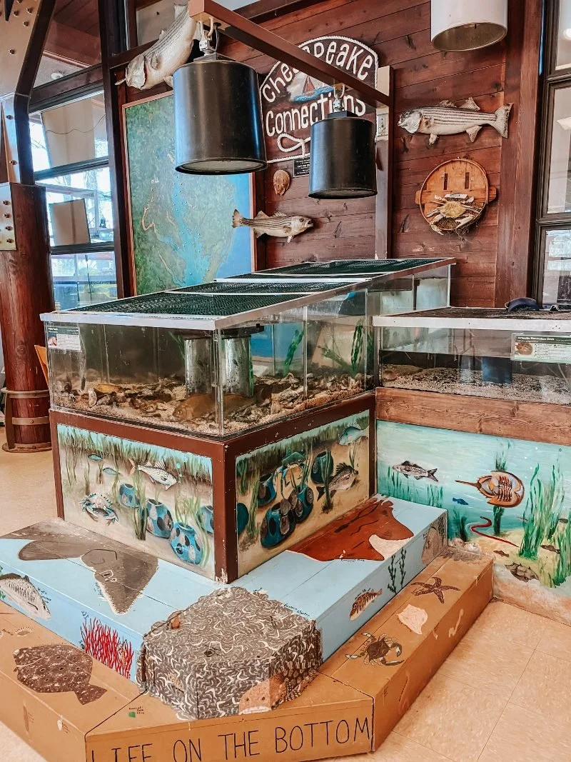Marine life display within the Marshy Point Nature Center in Middle River, MD