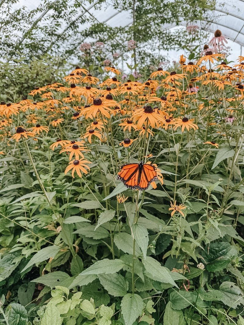 butterfly sitting on a flower inside the buttefly house at ladew gardens in maryland