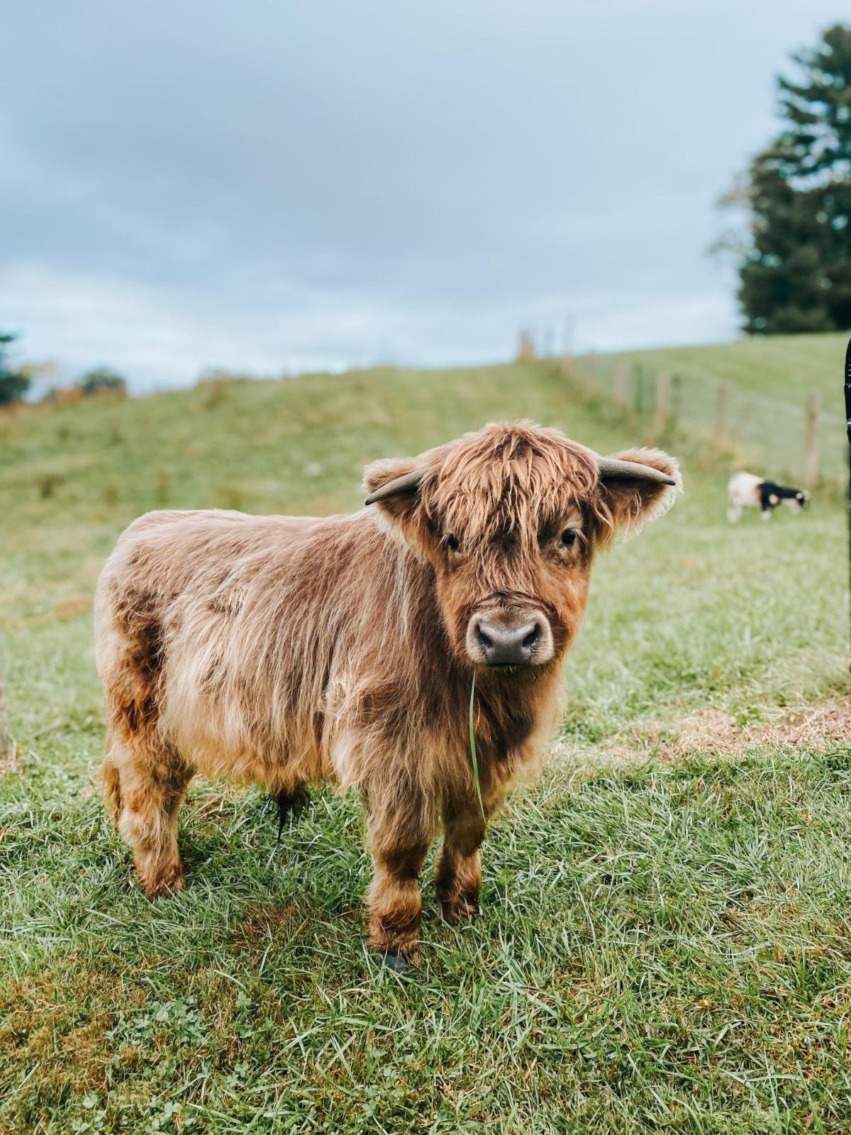 Highland cow looks at camera in pasture at Stone View Farms in Darlington, MD