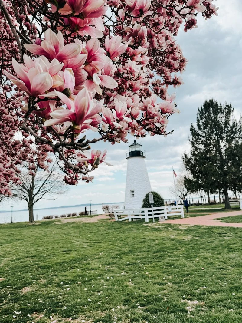 a magnolia tree overlooking the concord point lighthouse in havre de grace md