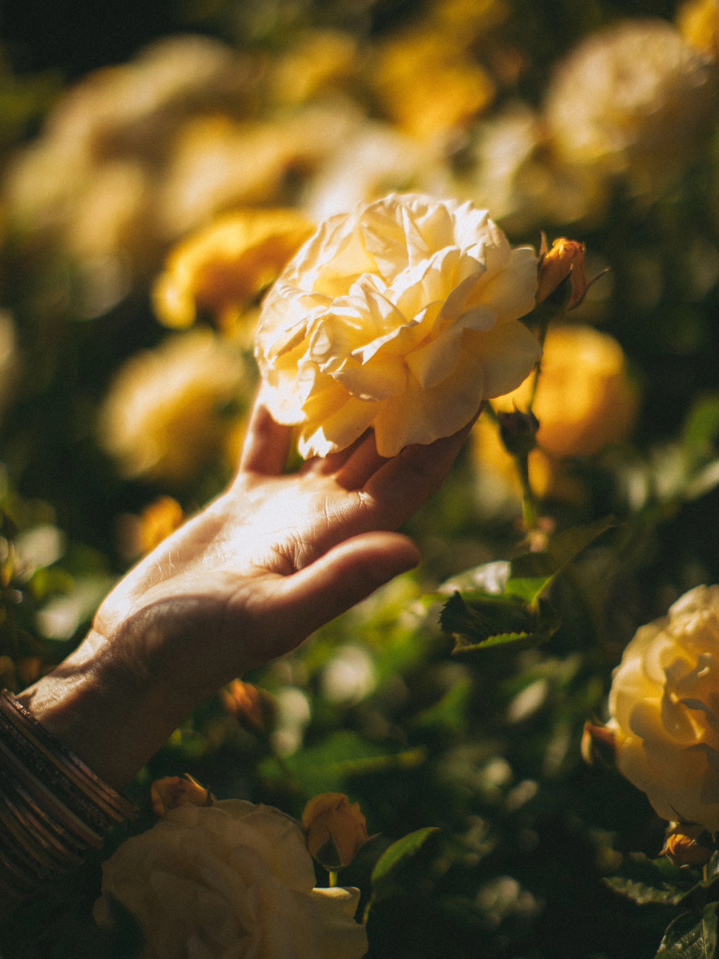 A hand holding a cream-colored rose among other yellow roses in a garden.