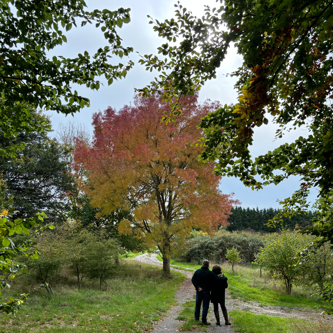 A couple walks along a dirt path in a park with a large tree showcasing autumn colors, surrounded by green and red foliage, under a partly cloudy sky.