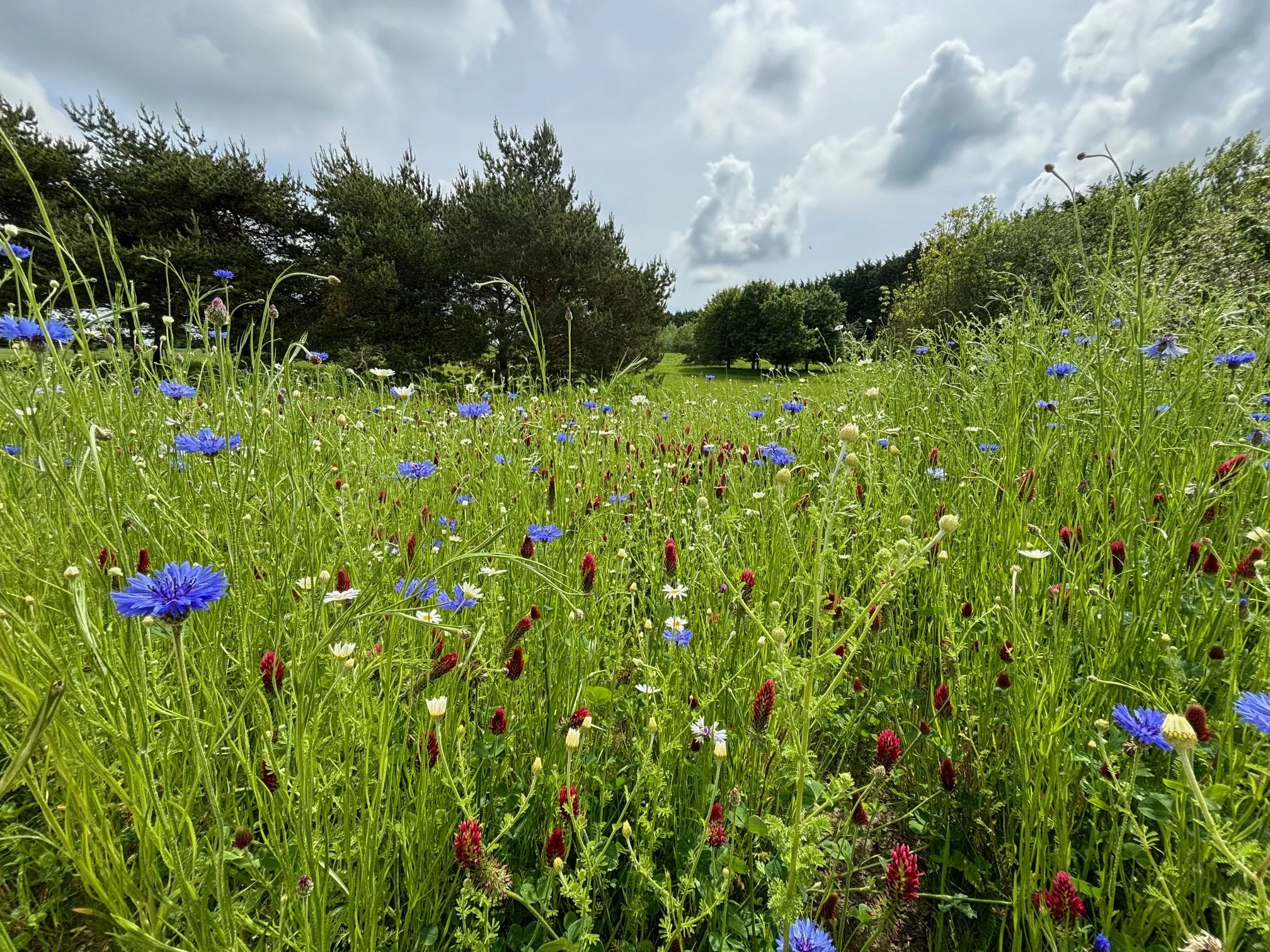 A vibrant green meadow with wildflowers, including blue cornflowers and small white and red flowers, under a partly cloudy sky with trees in the background.