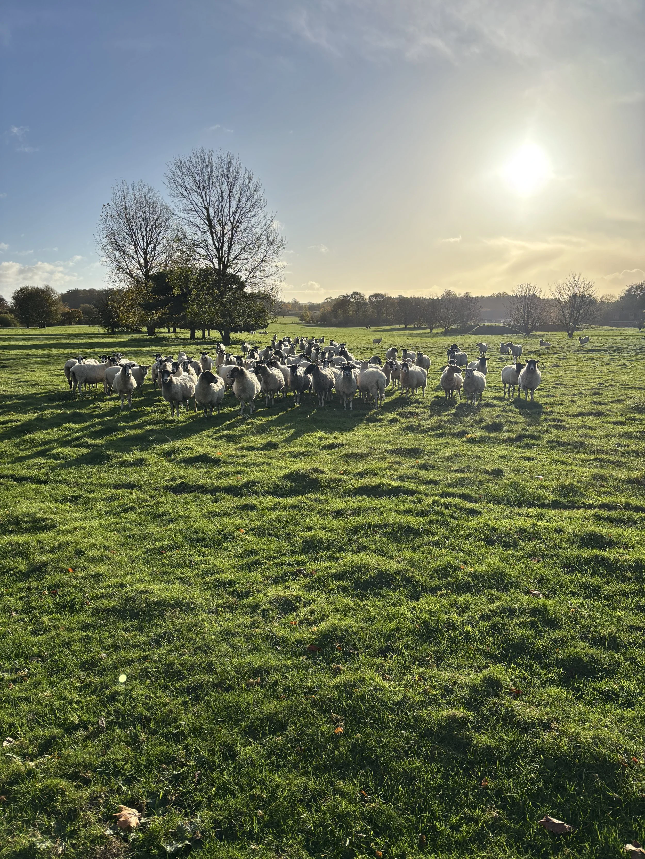 A flock of sheep grazing on a green field with trees and a bright sun in the sky.