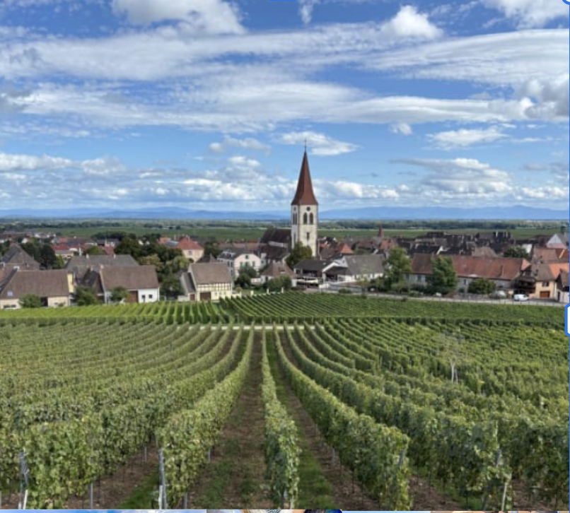 Vineyard with rows of grapevines leading to a small European-style village with a tall church steeple, under a partly cloudy sky.