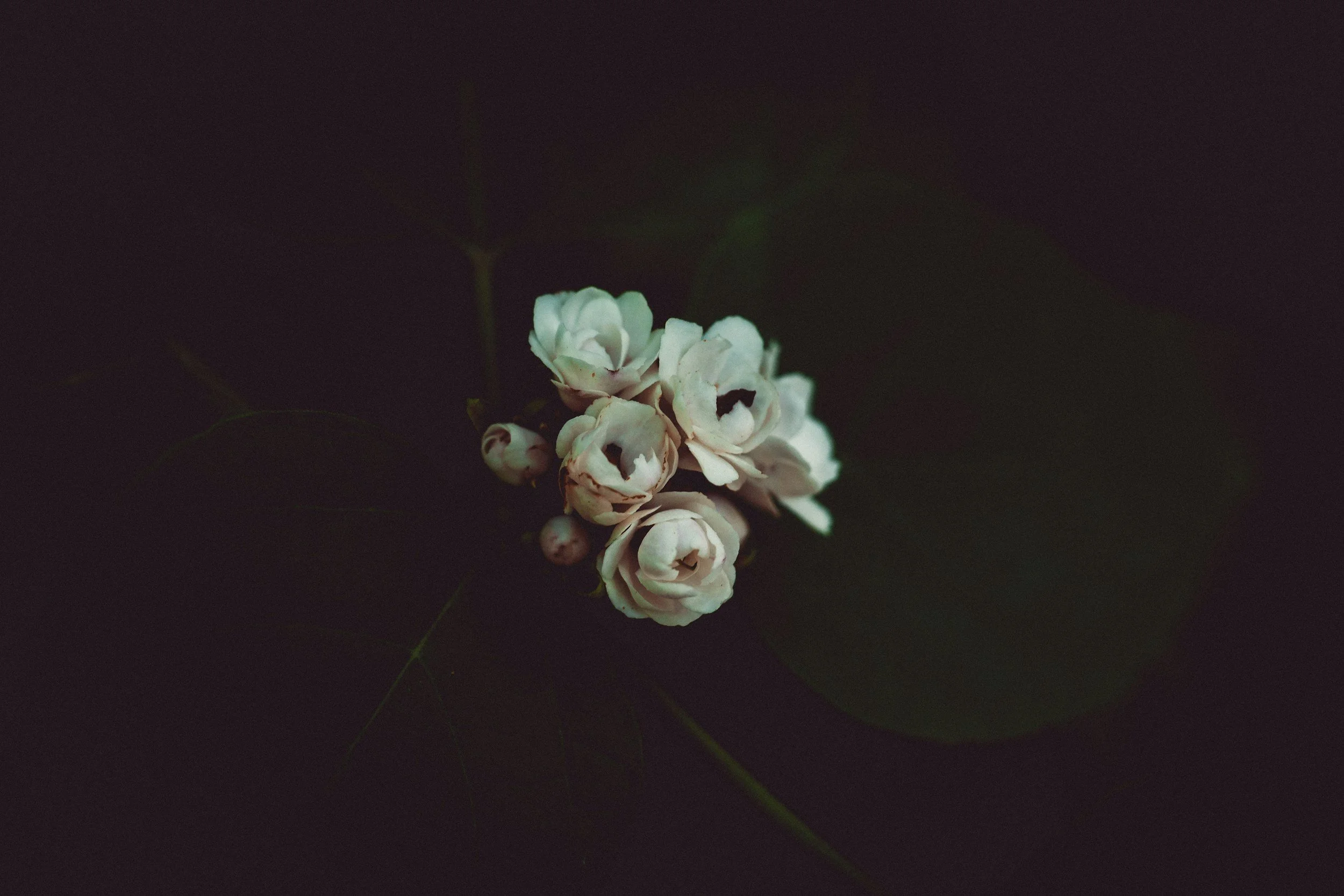 A small cluster of white flowers with dark centers, surrounded by dark green leaves on a dark background.