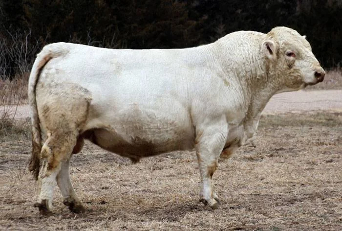 A buffalo with a small bull head, standing on dirt ground in an outdoor setting.