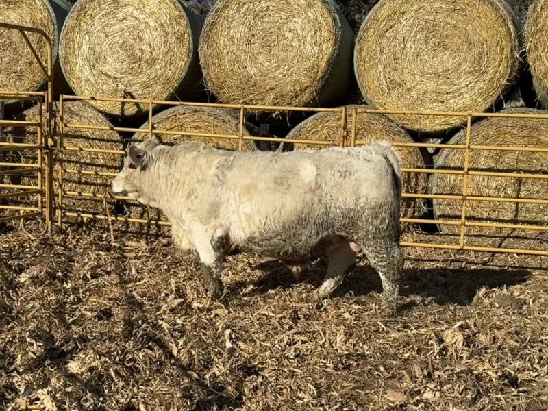 A calf standing on a dirt ground in front of a metal fence with hay bales stacked behind.