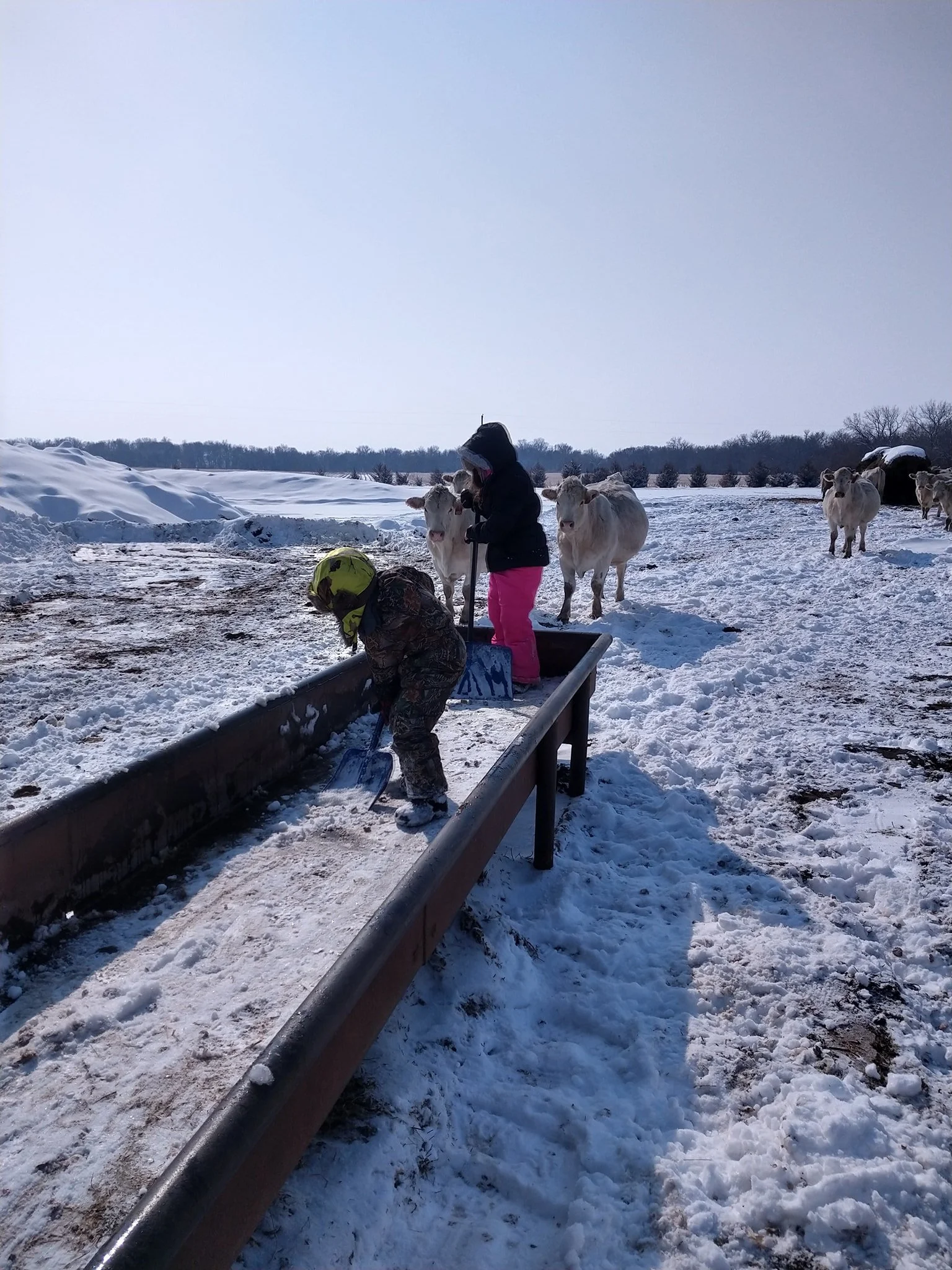 Two children in winter clothing shoveling snow from a cattle feed trough in a snowy field, with cows nearby.