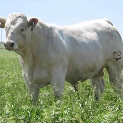 White cow standing in green grass field in daytime