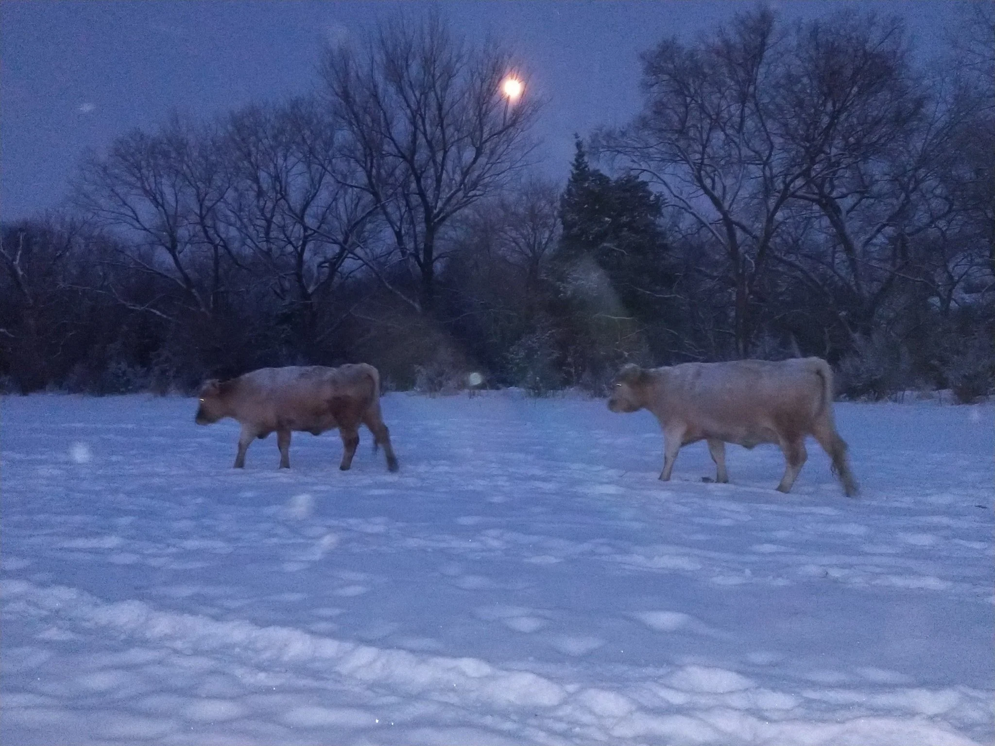 Two cows walking on snow-covered ground during twilight with leafless trees and a bright moon in the background.