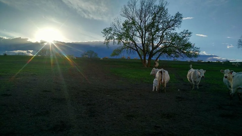A rural landscape at sunset with cows grazing on a grassy hill, a large tree, and a bright sun with lens flares in the sky.