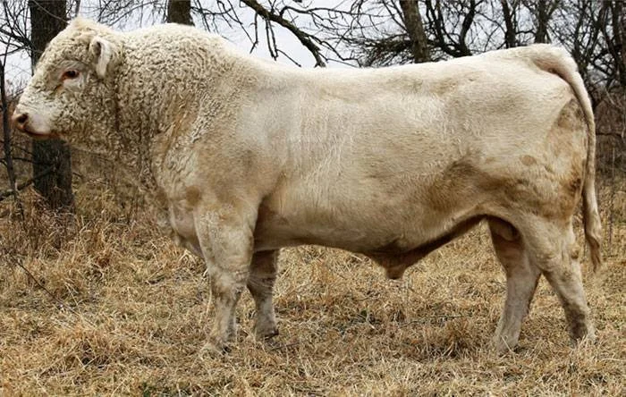 A white, muscular bull standing outdoors on dry grass with leafless trees in the background.