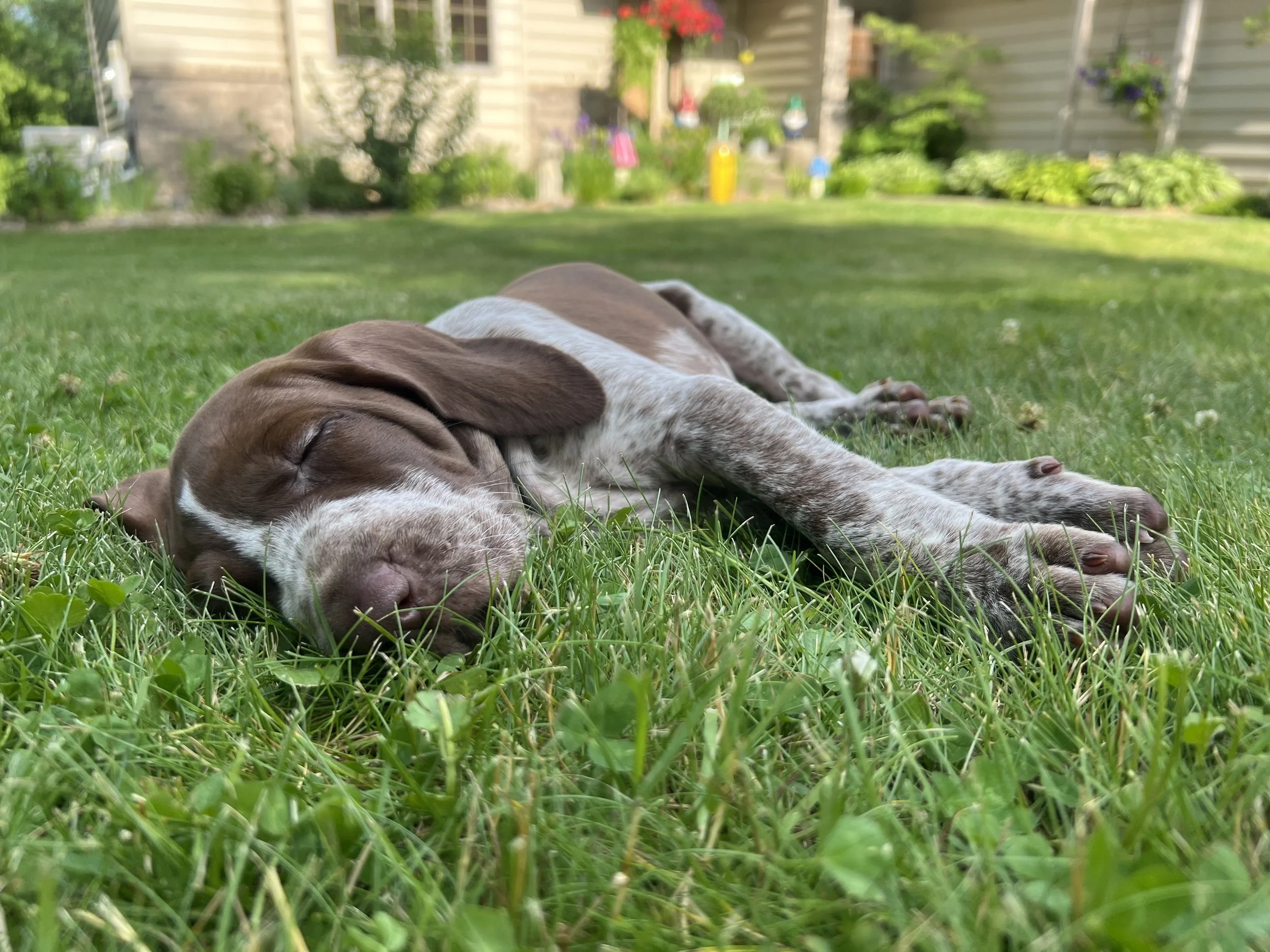 A puppy sleeping peacefully on a lush green lawn with a garden and outdoor structures in the background.