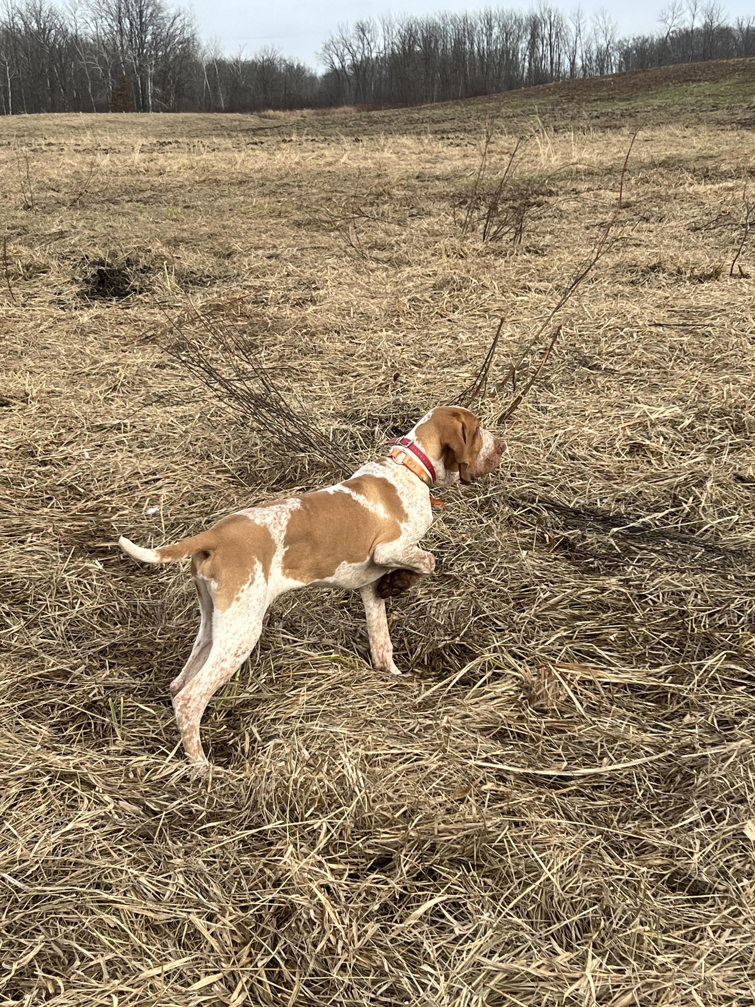 A dog with a red collar exploring a dry, grassy field with a few small bushes, and trees in the background under an overcast sky.