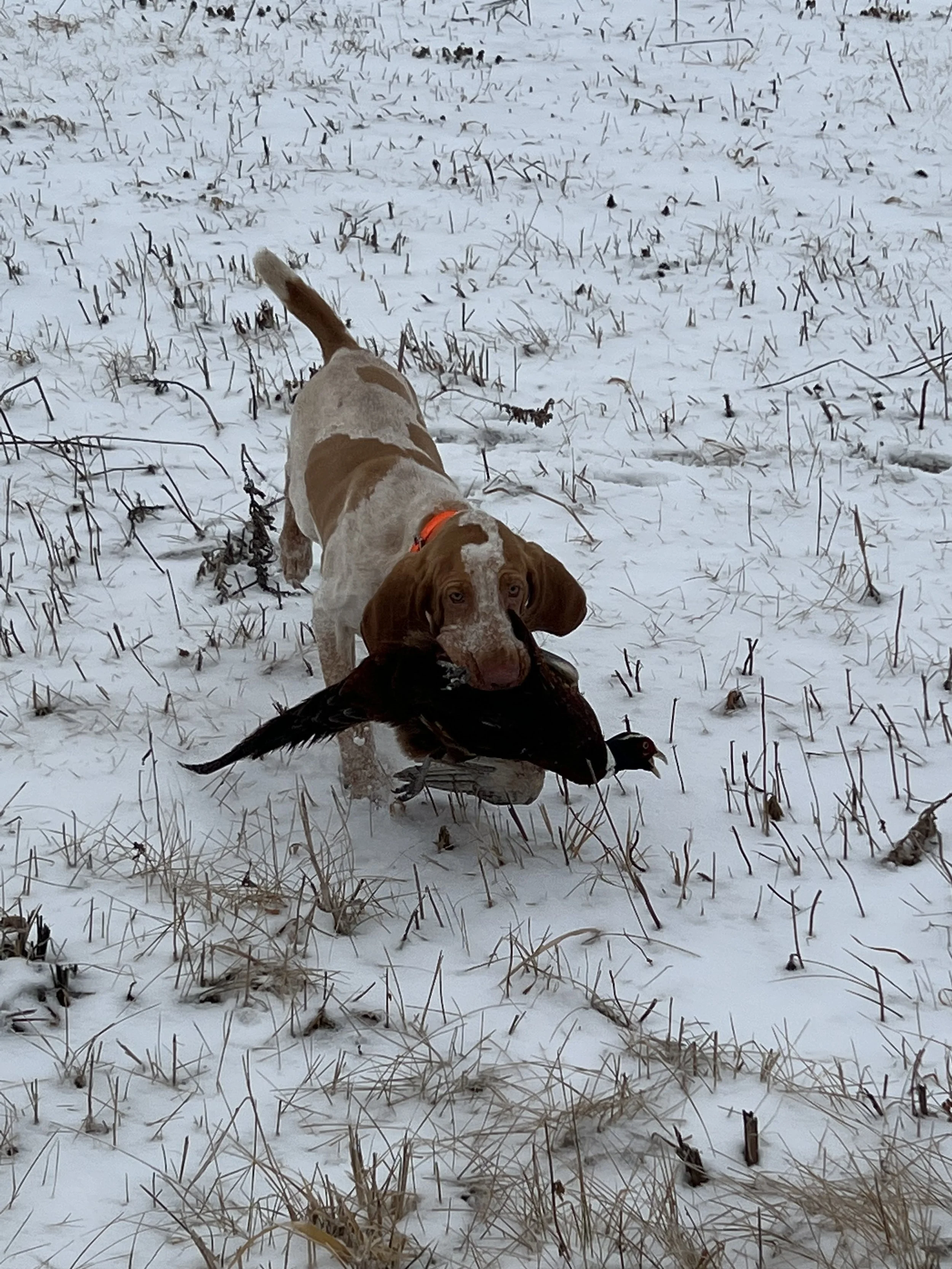 A dog with brown and white fur carrying a bird in its mouth in a snowy field.