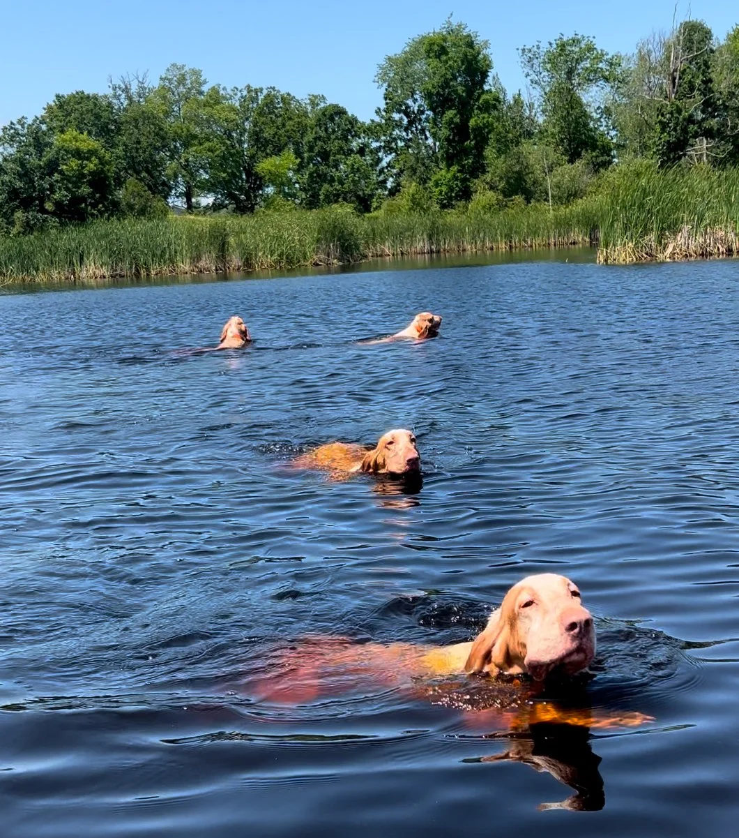 Four dogs swimming in a lake with trees and blue sky in the background.
