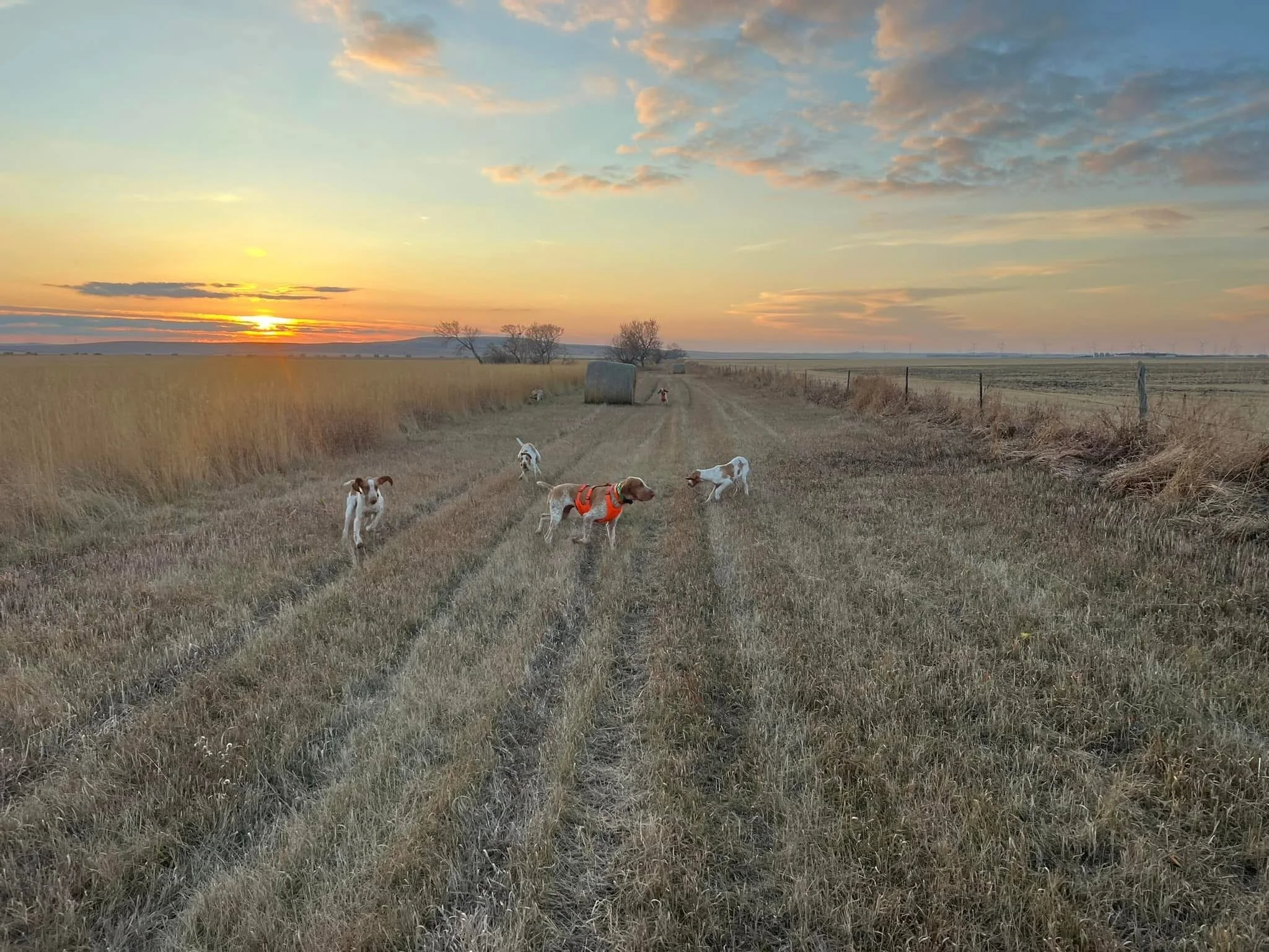 Dogs playing in a field at sunset with a hay bale and wind turbines in the distance.