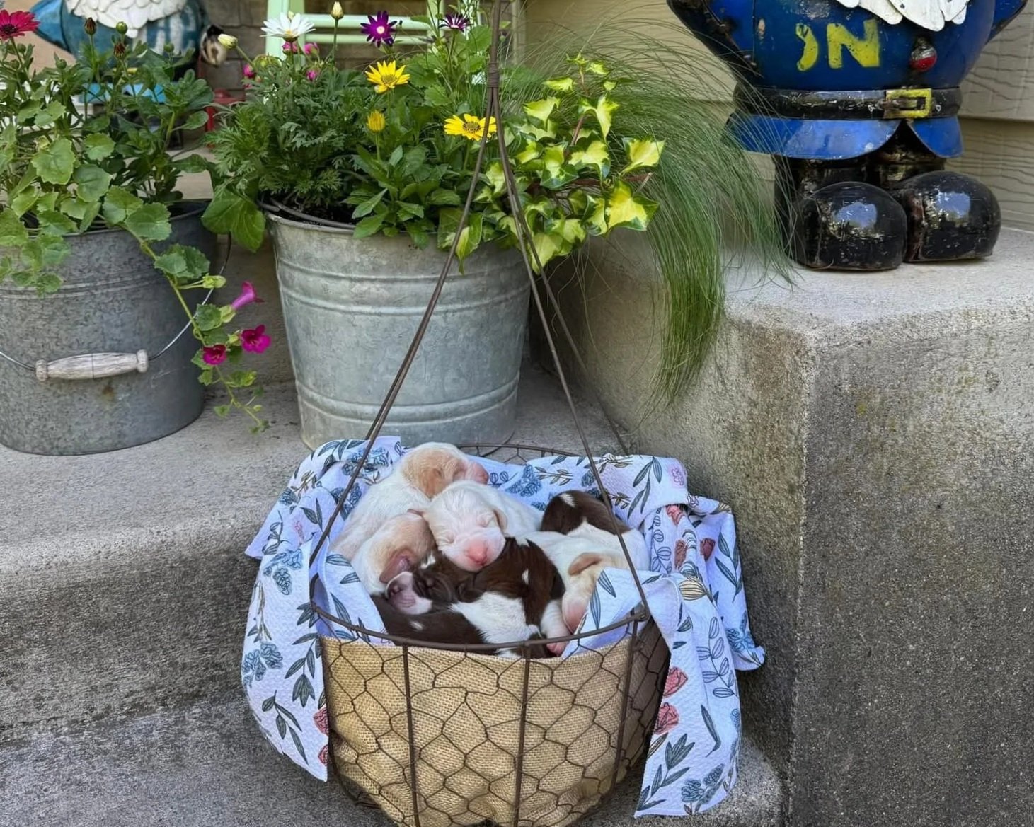 A group of adorable puppies, mostly white with brown or black markings, cuddled together in a wire basket on a porch, surrounded by potted plants and garden decorations.