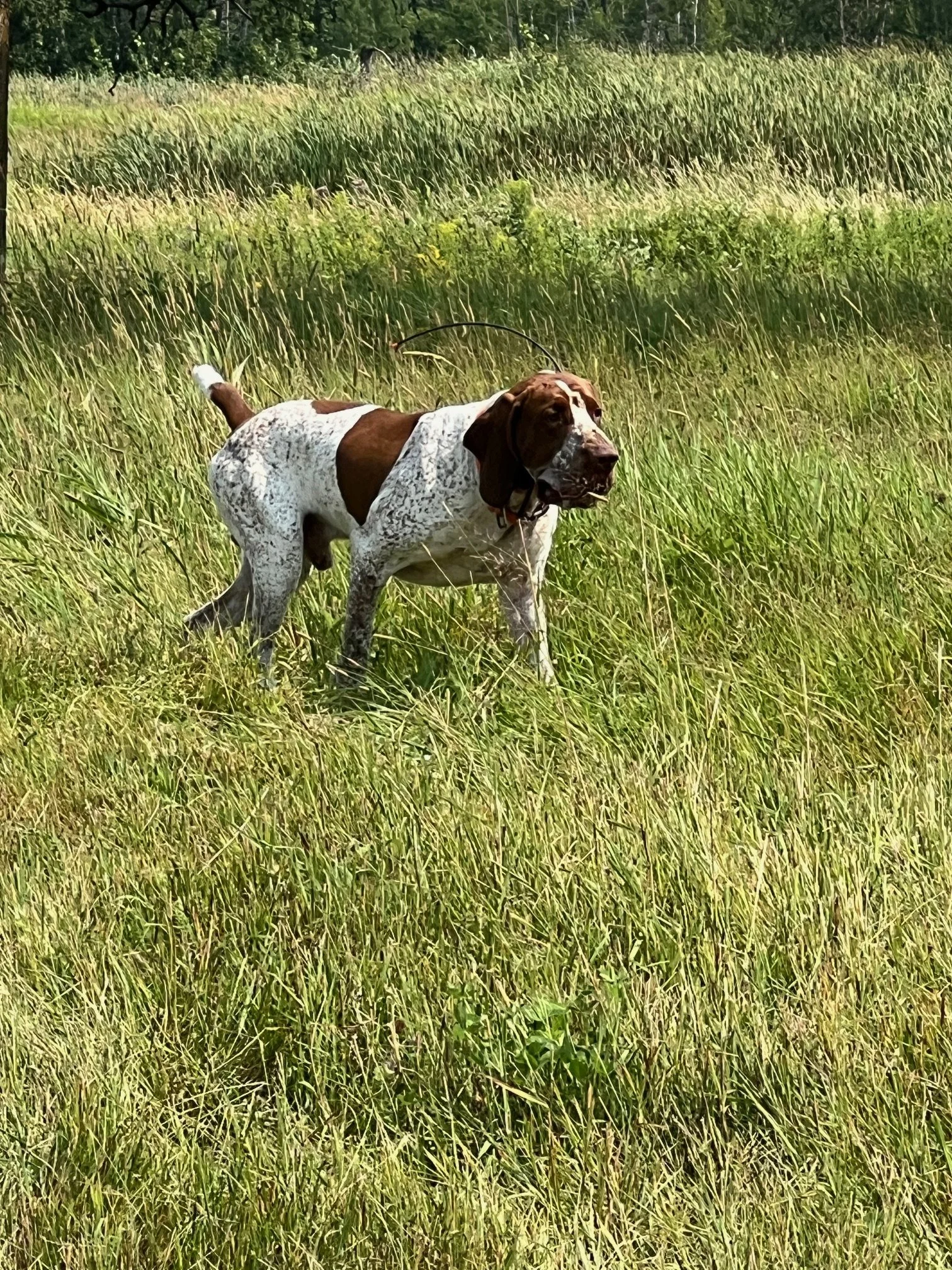 A hunting dog standing in a grassy field, holding a bird in its mouth.