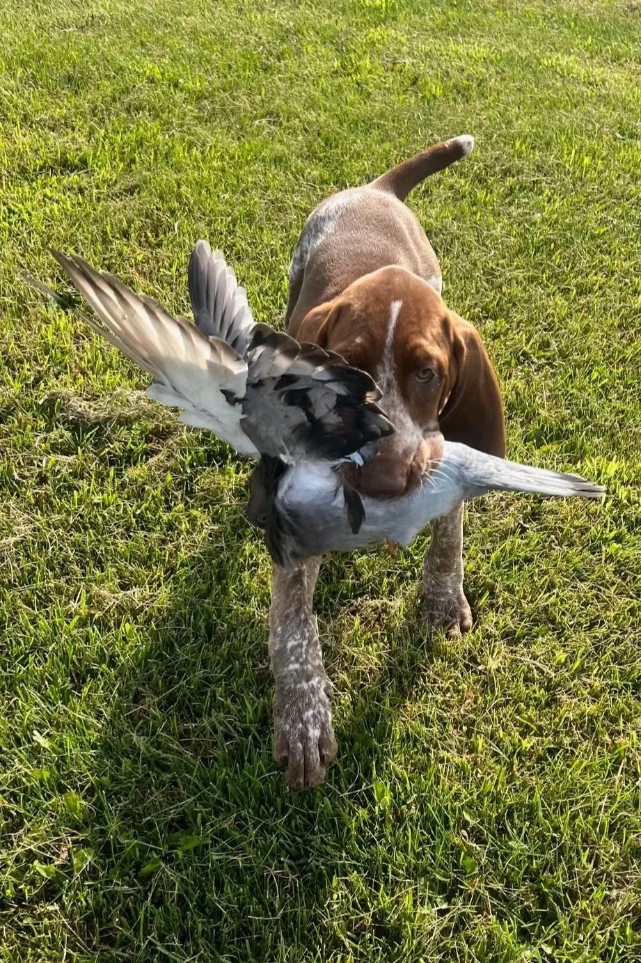 A brown and white puppy holding a dead bird in its mouth on green grass.