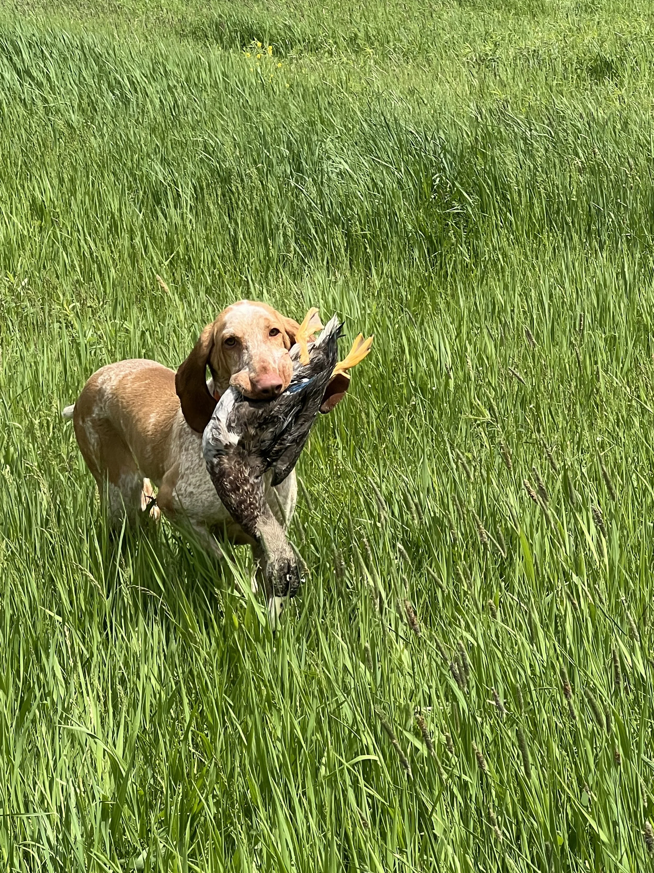 A dog running through tall green grass carrying a bird in its mouth.