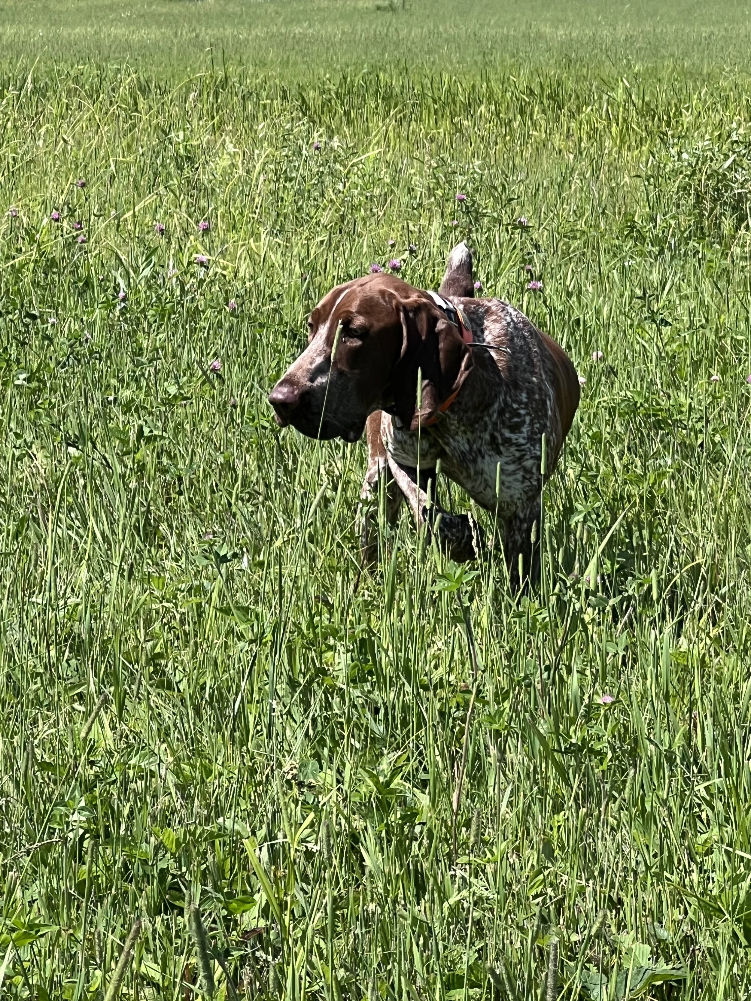 A brown and white puppy holding a dead bird in its mouth on green grass.