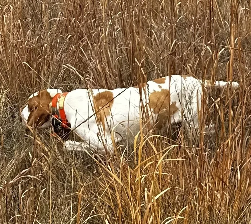 Dog with a red collar in tall, dry grass or wheat field.