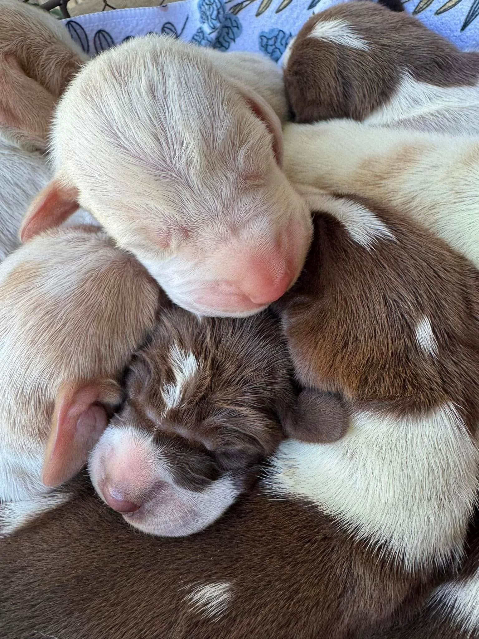 A close-up of several newborn puppies, sleeping together in a pile, with various colors and patterns of fur.