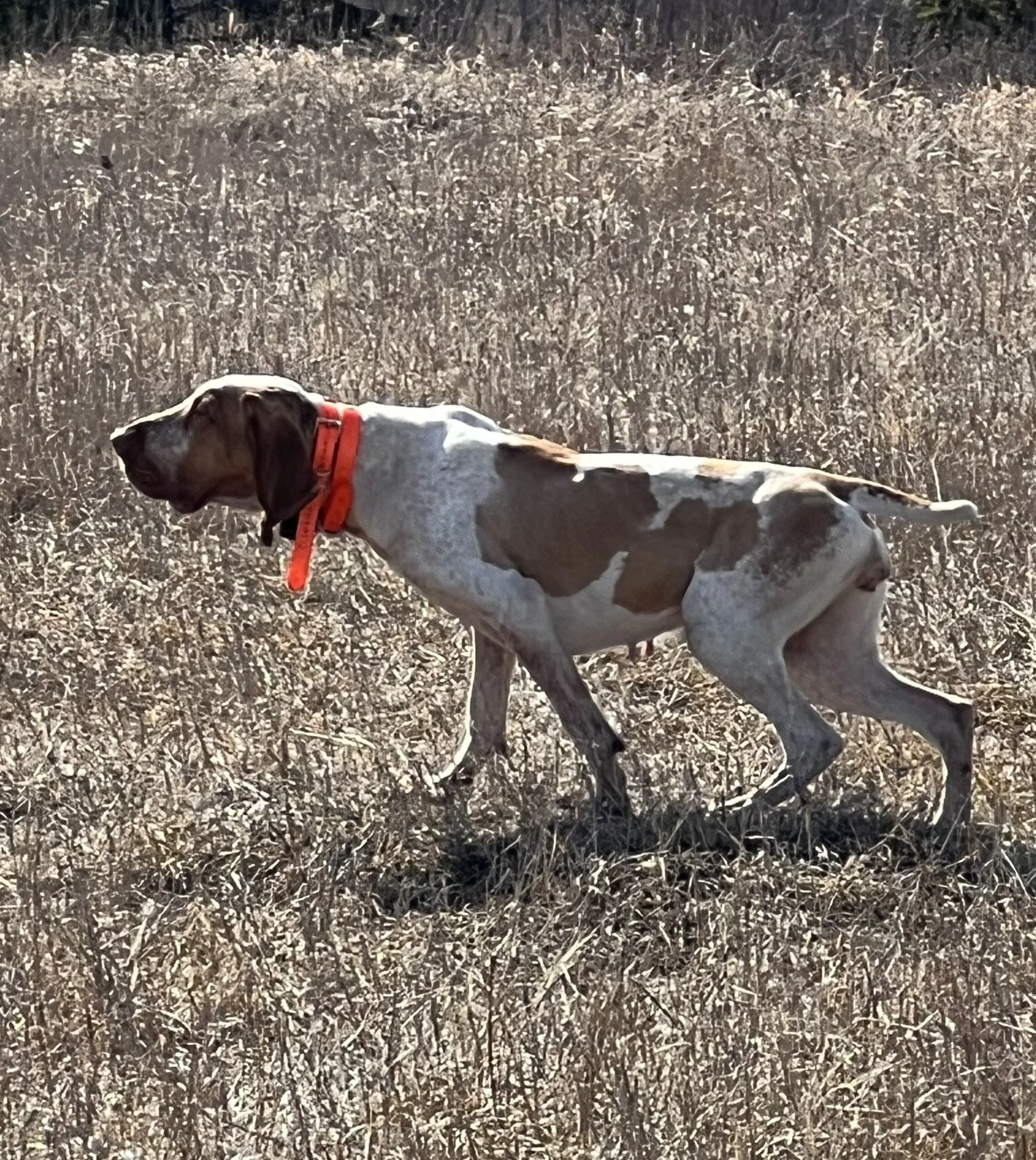 A dog with brown and white spots walking through a dry grassy field, wearing a red collar.