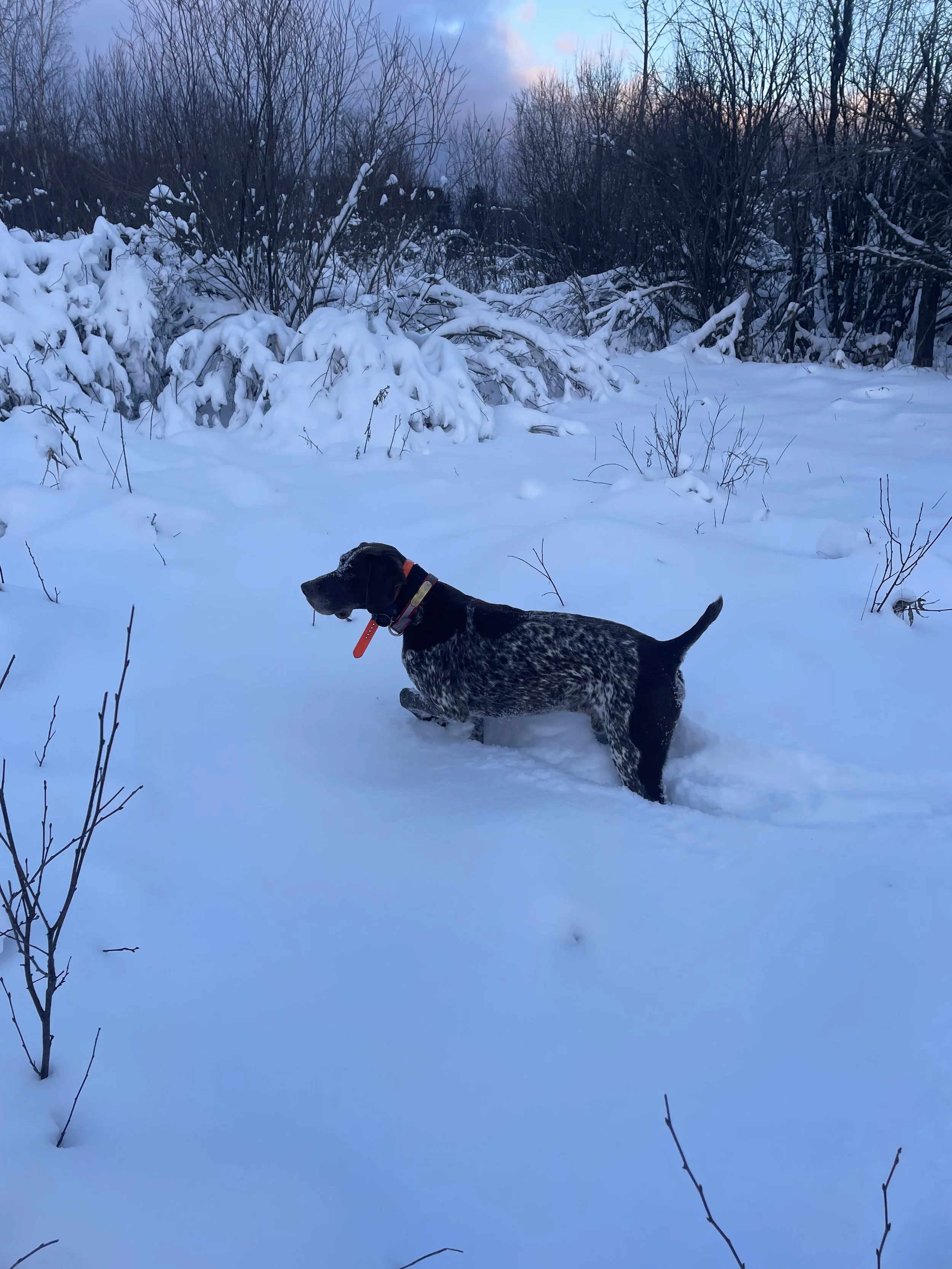 A black and white dog with a red collar bounding through fresh snow in a winter landscape with snow-covered bushes and trees.